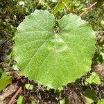 Vitis californica Blatt