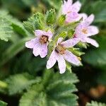 Erodium moschatum Flower