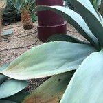 Agave guiengola Hábito