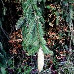 Picea abies পাতা