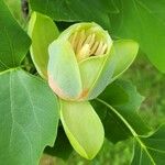 Liriodendron tulipiferaBlodyn