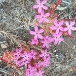 Pistorinia hispanica Flower