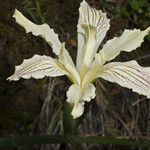 Iris purdyi Habit