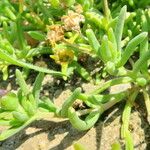 Delosperma cooperi Leaf