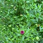 Symphyotrichum dumosum Flower