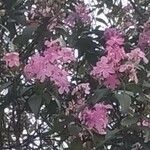 Tibouchina mutabilis Fleur