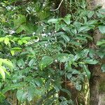Tapirira guianensis Fuelha