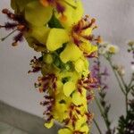 Verbascum nigrumFloare