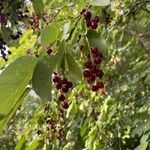 Prunus virginiana Fruit