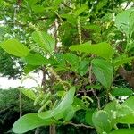 Terminalia bellirica 葉