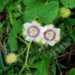Passiflora foetida Hábito