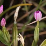 Centaurium pulchellum Хабит