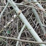 Salix discolor Corteza