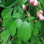 Rourea coccinea Leaf