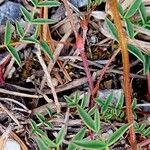 Astragalus australis Ŝelo