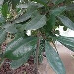 Ficus cyathistipula برگ