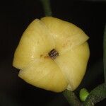 Diospyros bipindensis Fruto