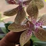 Phalaenopsis hieroglyphica