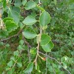 Betula humilis Leaf