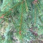 Picea abiesFuelha