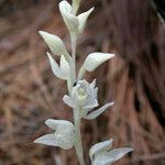 Cephalanthera austiniae Flower