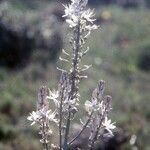 Asphodelus cerasifer Flower