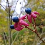 Clerodendrum trichotomumFruit