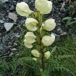 Pedicularis scullyana