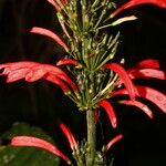 Razisea spicata Virág