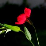 Linum grandiflorum Blüte