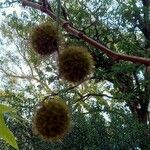 Platanus orientalis Fruit