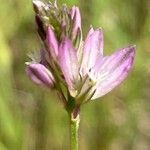 Polygala monspeliaca 花