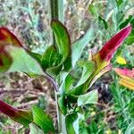 Chenopodium album Leaf