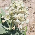 Calotropis procera Flor