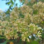 Mikania micrantha Flower