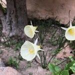 Narcissus cantabricus Flor