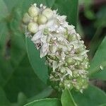 Phytolacca octandra Flor