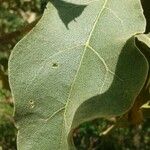 Solanum lycocarpum Лист