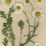 Leucanthemum monspeliense Habit