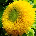 Helianthus annuus Flower