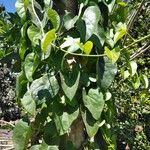 Tinospora cordifolia Leaf