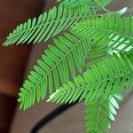 Mimosa pudica Blad