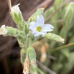 Cerastium kunthii Λουλούδι
