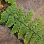 Dryopteris cristata Yaprak