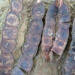 Anadenanthera colubrina ഫലം