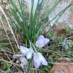 Crocus carpetanus Blüte