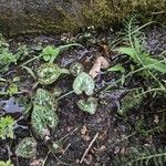 Cyclamen balearicum Leaf