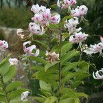 Lilium speciosum Fiore