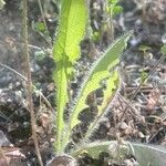 Leontodon tuberosus Hoja