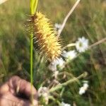 Carex lurida Λουλούδι